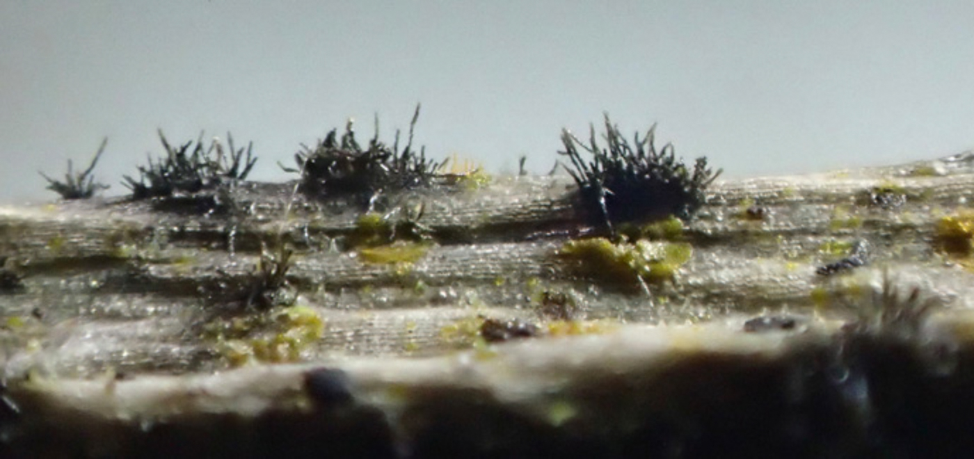 Photo © Sarah Ebdon Corynespora smithii by Sarah Ebdon